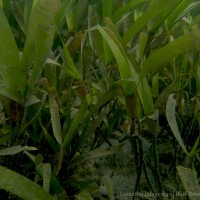 Oceana serrulata (R.Br.) Byng & Christenh.